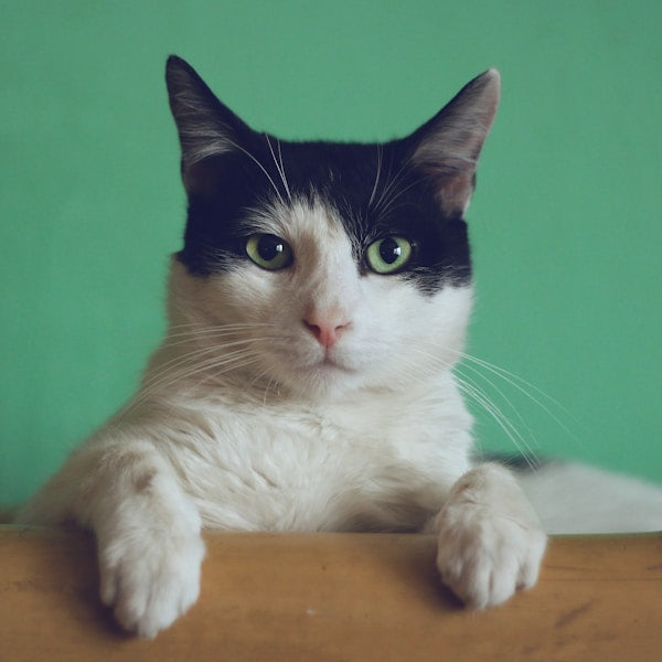 Cats